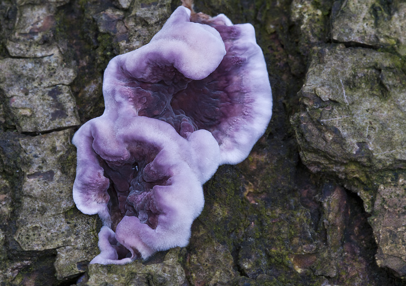 Chondrostereum purpureum